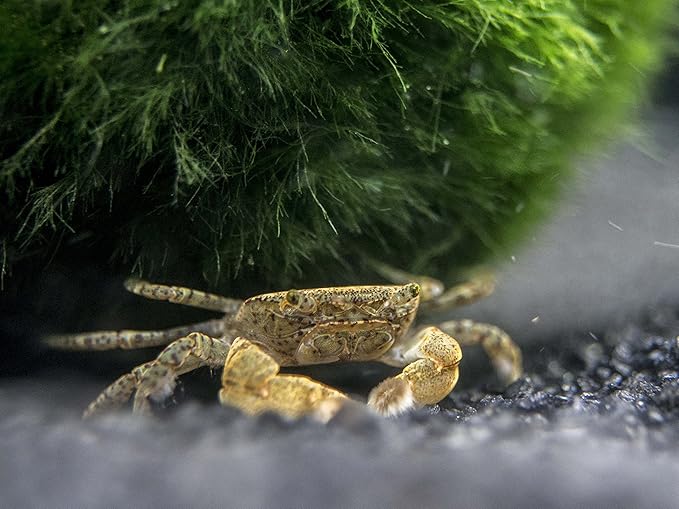 Aquatic Arts 10 Live Freshwater Pom Pom Crabs | Real Living Nano Aquarium Fish Tank Pet | Betta/Danio/Rasbora/Guppy Compatible