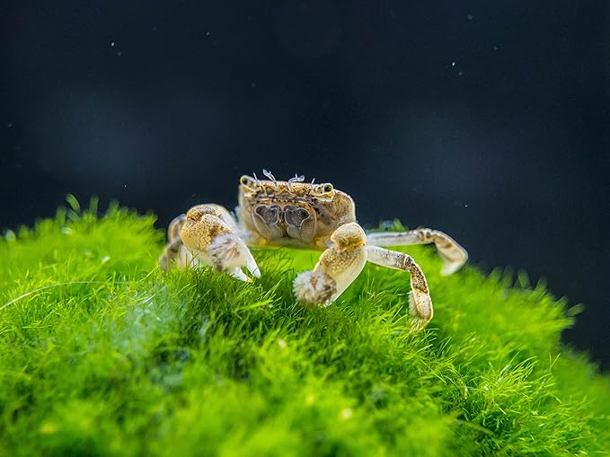 Aquatic Arts 3 Live Freshwater Pom Pom Crabs | Real Living Nano Aquarium Fish Tank Pet | Betta/Danio/Rasbora/Guppy Compatible