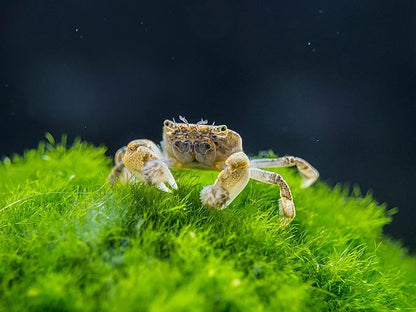 Aquatic Arts 3 Live Freshwater Pom Pom Crabs | Real Living Nano Aquarium Fish Tank Pet | Betta/Danio/Rasbora/Guppy Compatible