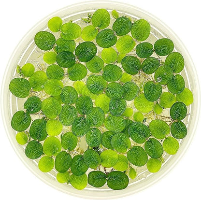 Water Spangle, Salvinia Minima, Live Aquarium/Aquatic/Freshwater/Floating/Pond Plant/Planted Tank/Aquascaping/Paludarium by Aquarium Plant Center (12 Plants, 60+ Leaves)