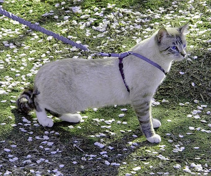 PetSafe Come With Me Kitty Harness and Bungee Cat Leash, Medium, LILAC/BRIGHT PURPLE, Model:CWMK-M-LLC | Adjustable 2-Point Fit Applies Gentle Pressure to Shoulders, Not Neck, for Small & Average Cats with 10.5 in - 14 in Girth